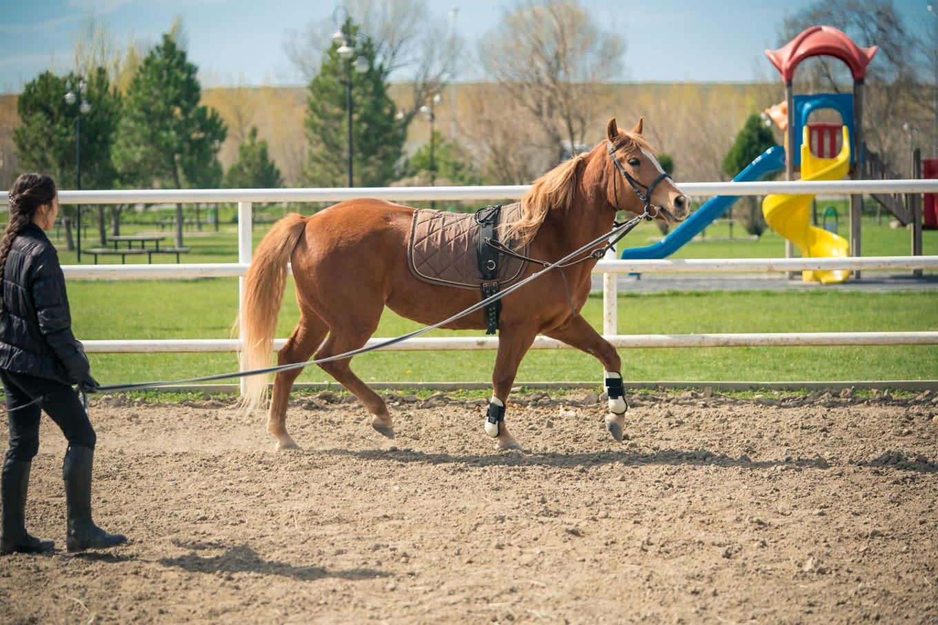 koń na lonży